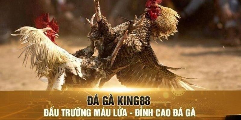Luật đá gà miền Nam Chiến thuật áp dụng Luật đá gà miền Nam tại King88