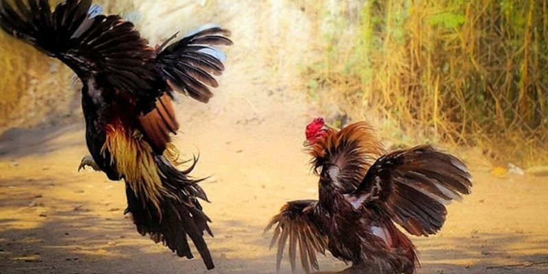 Cách chơi đá gà Chiến thuật khi chơi cách chơi đá gà tại King88