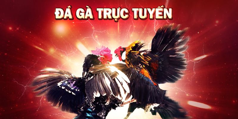 Giới thiệu về cách chơi đá gà tại King88