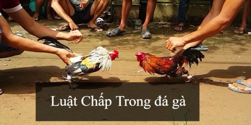 Tổng quan về gà cựa sắt và luật chấp gà cựa sắt
