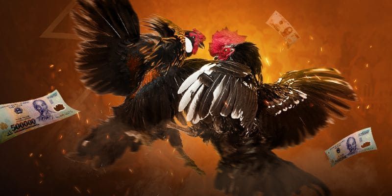 Đá gà Vì sao nên chọn King88 để trải nghiệm đá gà trực tuyến